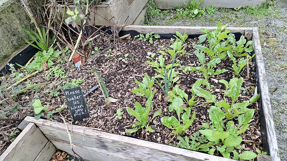 A local community garden project in Cornwall
