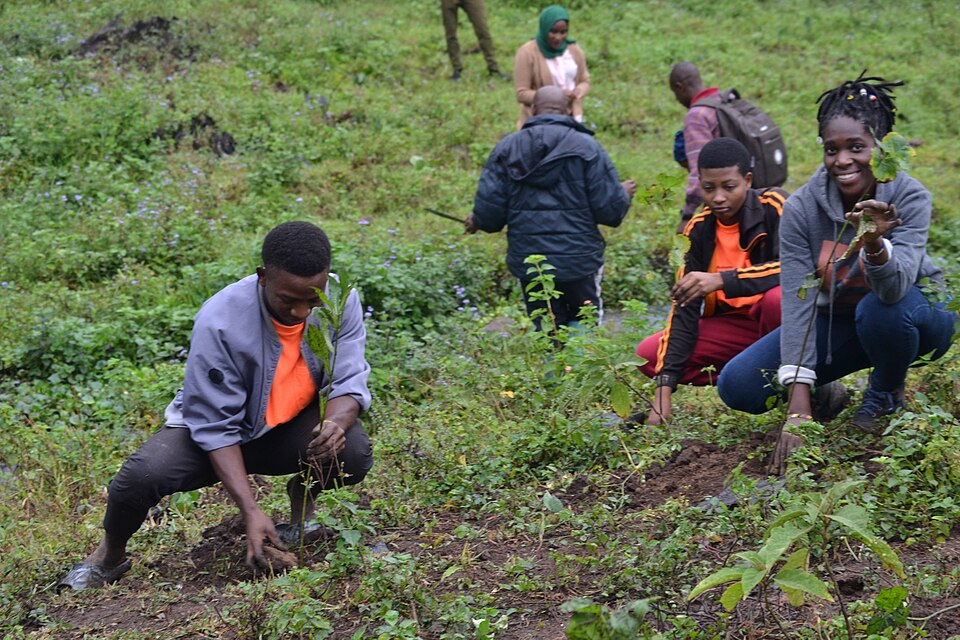 Volunteer group planting trees together